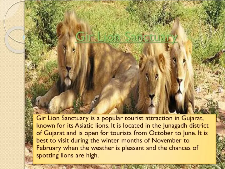 gir lion sanctuary