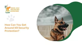 Tips Before Get Around K9 Security Protection