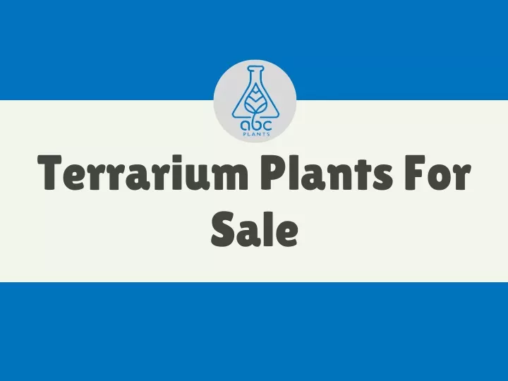terrarium plants for sale