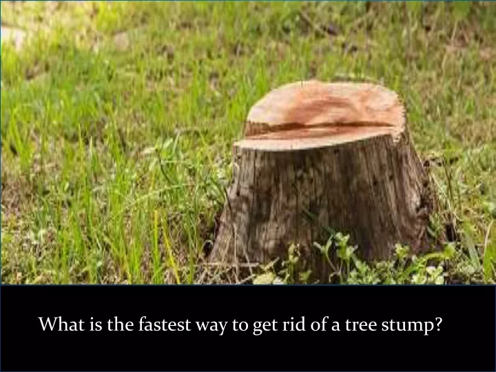 what is the fastest way to get rid of a tree stump