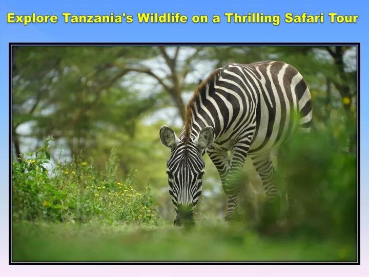 explore tanzania s wildlife on a thrilling safari