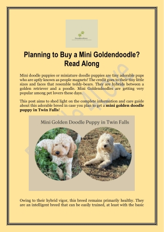 The Mini Goldendoodle Puppy in Twin Falls - Available