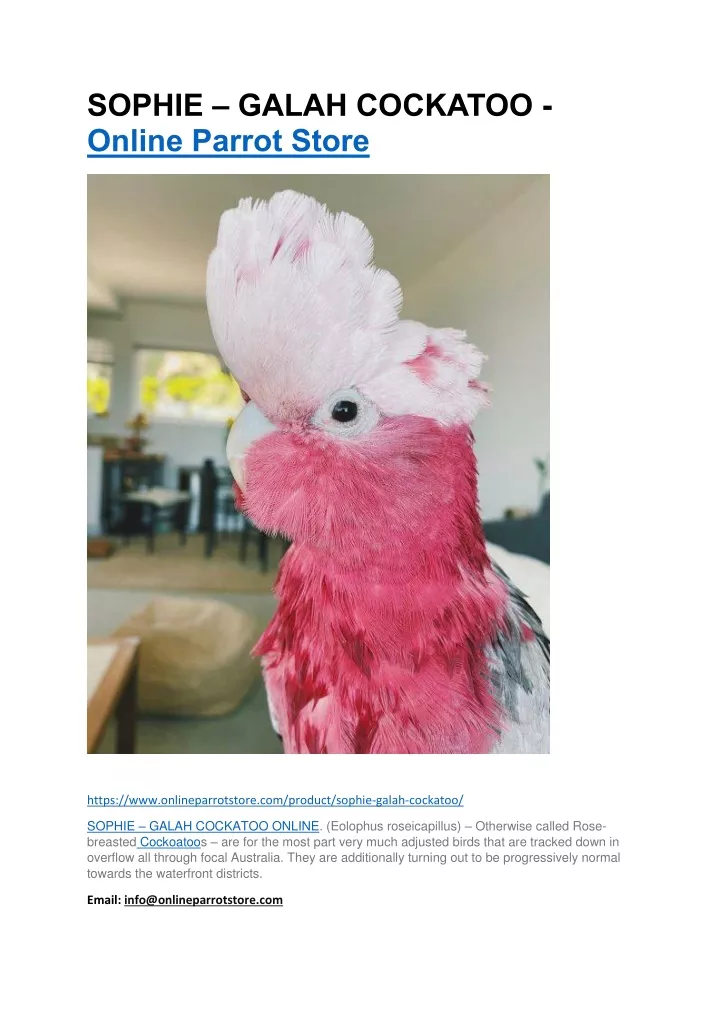 sophie galah cockatoo online parrot store