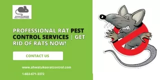 Professional Rat Pest Control Services  Get Rid of Rats Now!