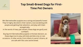 Buy the Best Tri-Colored Cavapoo Puppies - Now