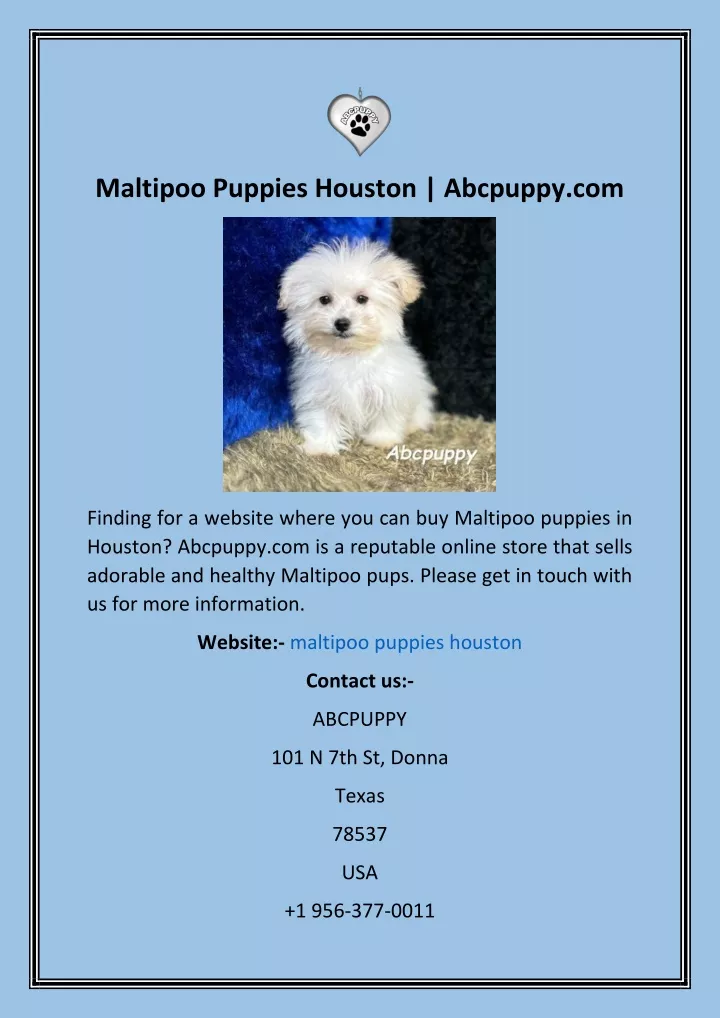 maltipoo puppies houston abcpuppy com