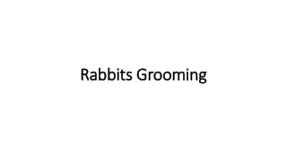 Rabbits Grooming