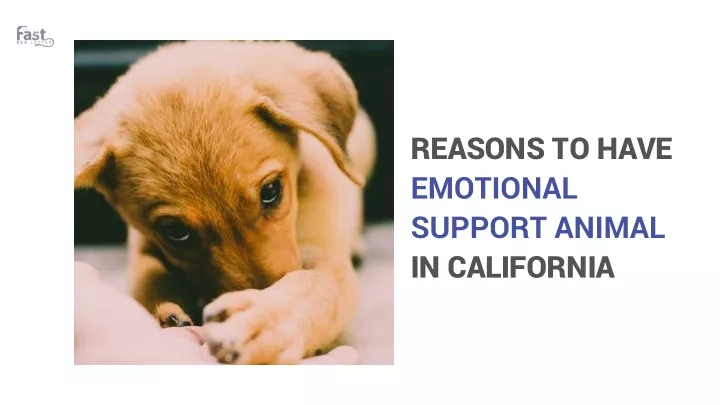 reasons to have emotional support animal