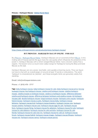 Princess – Harlequin Macaw