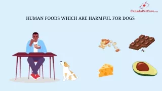 Human foods which are not suitable for Dogs Health