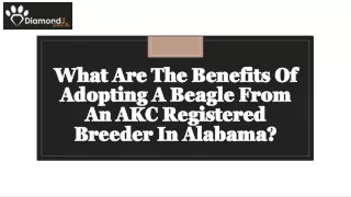 What Are The Benefits Of Adopting A Beagle From An AKC Registered Breeder In Alabama