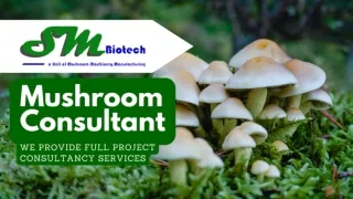 Mushroom Consultant  Mushroom Growing Rooms