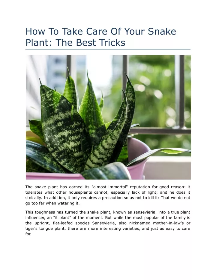 how to take care of your snake plant the best