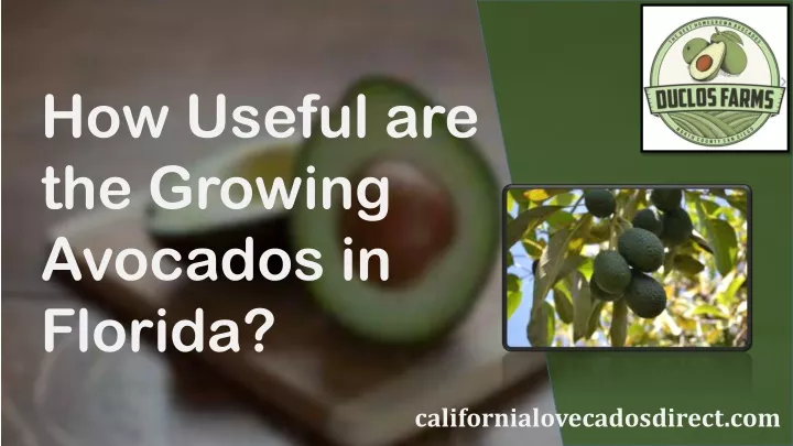 how useful are the growing avocados in florida