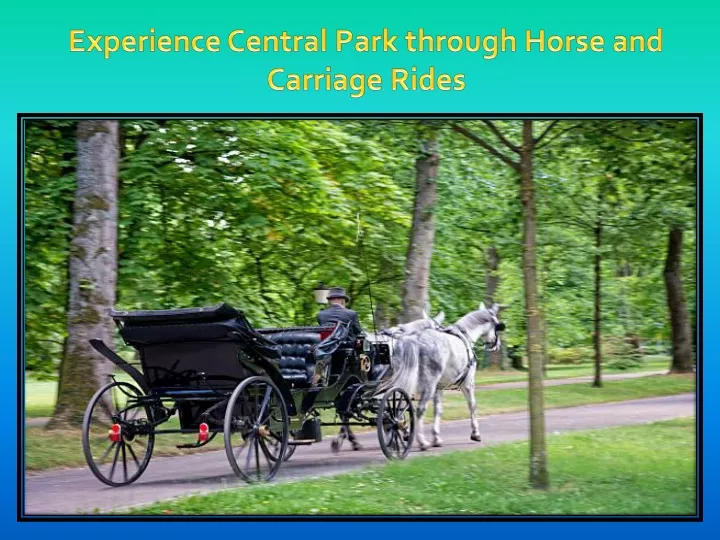 experience central park through horse