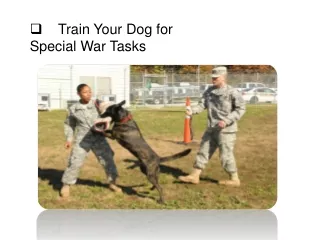 train your dog for special war tasks