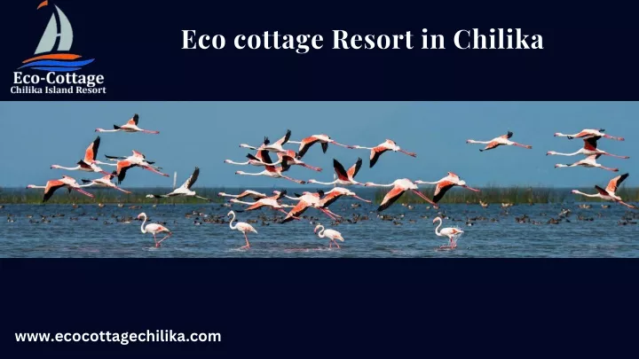 eco cottage resort in chilika