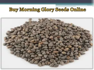 Buy Morning Glory Seeds Online