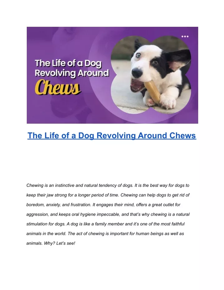 the life of a dog revolving around chews