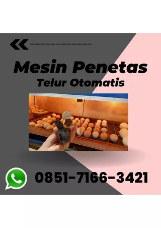 Alamat Penjual Pusat Mesin Penetas Telur Di Banyuwangi Jawa Timur