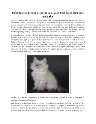Porta il gatto siberiano a casa tua e gioca con il tuo nuovo compagno per la vita