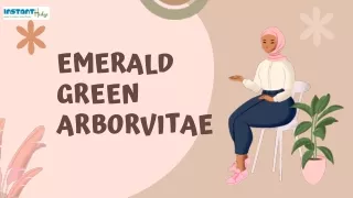 emerald green arborvitae