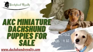 Tips to Choose the Right AKC Miniature Dachshund Puppy for Your Family