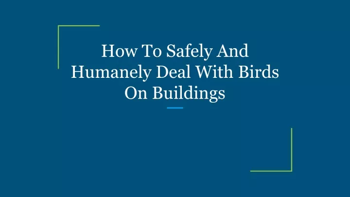 how to safely and humanely deal with birds