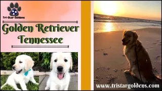 Unleash Your Happiness with Golden Retriever Tennessee!