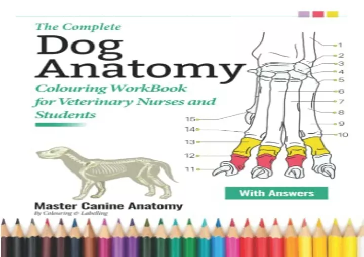 PPT - [PDF] The Complete Dog Anatomy Colouring WorkBook For Veterinary