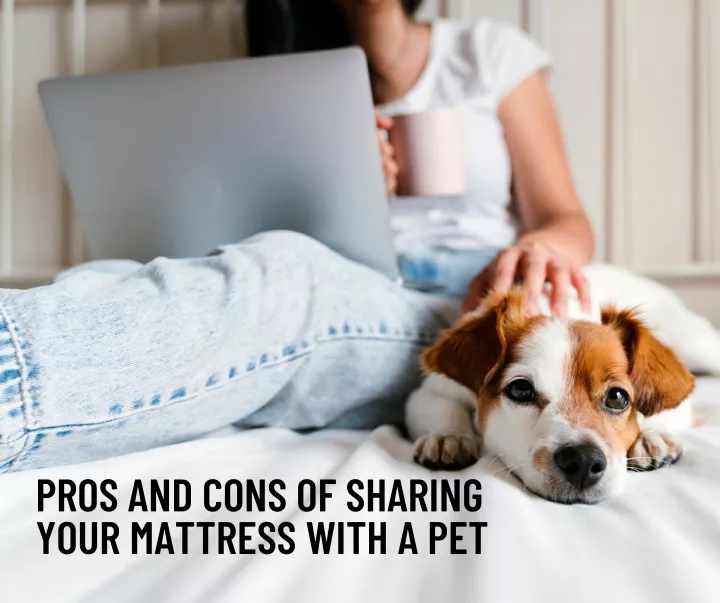 pros and cons of sharing your mattress with a pet