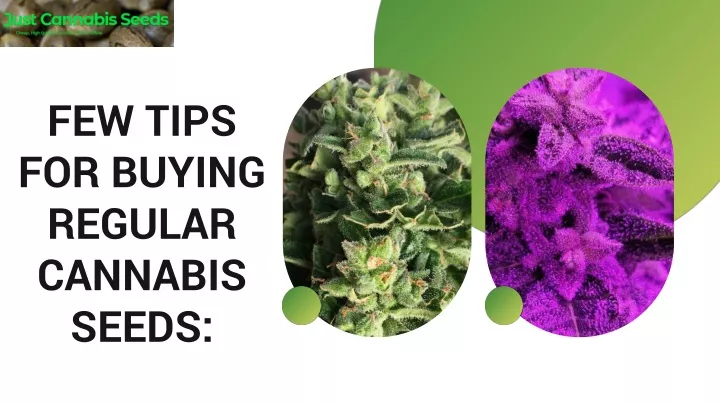 few tips for buying regular cannabis seeds