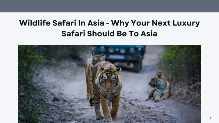 wildlife safari in asia why your next luxury