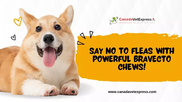say no to fleas with powerful bravecto chews
