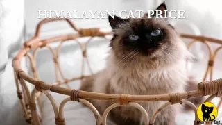 Himalayan cat price