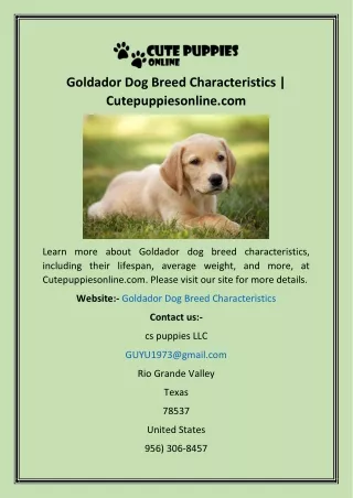 Goldador Dog Breed Characteristics  Cutepuppiesonline
