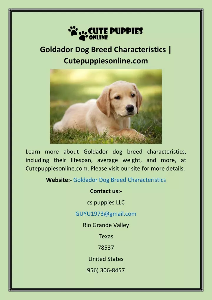 goldador dog breed characteristics