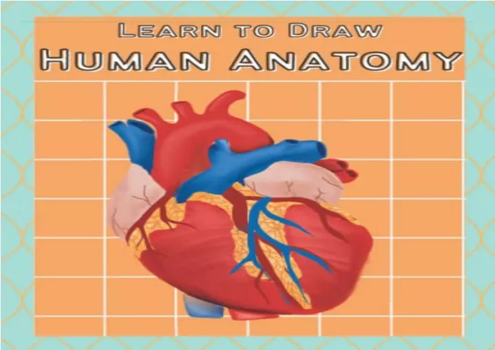 PPT - (PDF) Learn To Draw Human Anatomy: Anatomy & Physiology Drawing ...