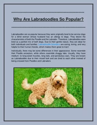 Why Are Labradoodles So Popular