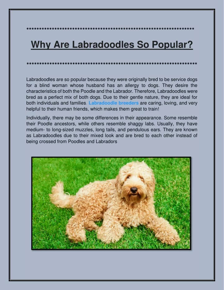 why are labradoodles so popular