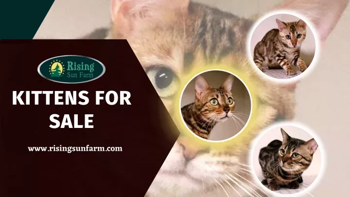 kittens for sale
