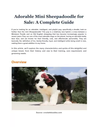 Adorable Mini Sheepadoodle for Sale: A Complete Guide