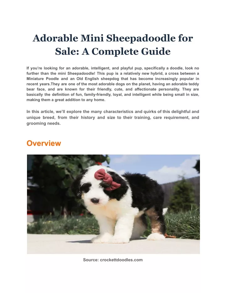 adorable mini sheepadoodle for sale a complete