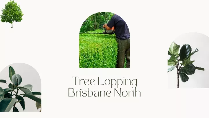 tree lopping brisbane north