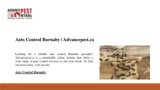 ants control burnaby advancepest ca