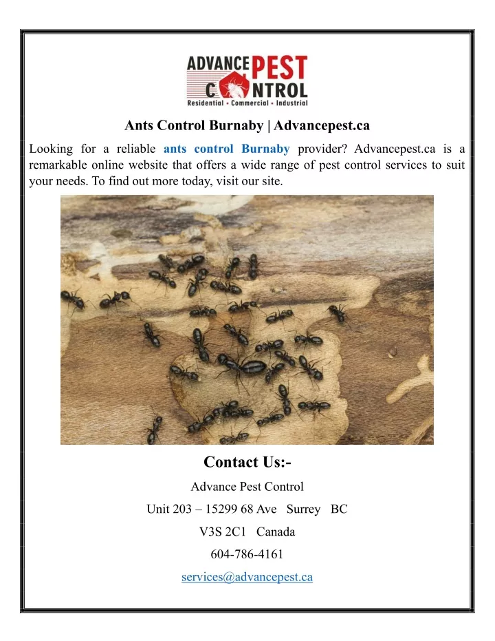 ants control burnaby advancepest ca
