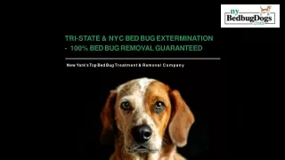 Best Bed Bug Exterminator in NYC & NJ