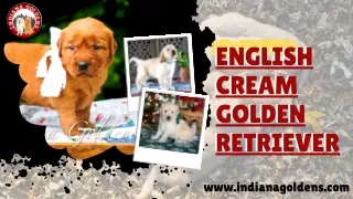 Bring a Cute and Floppy English Cream Golden Retriever to your home- Indiana Gol