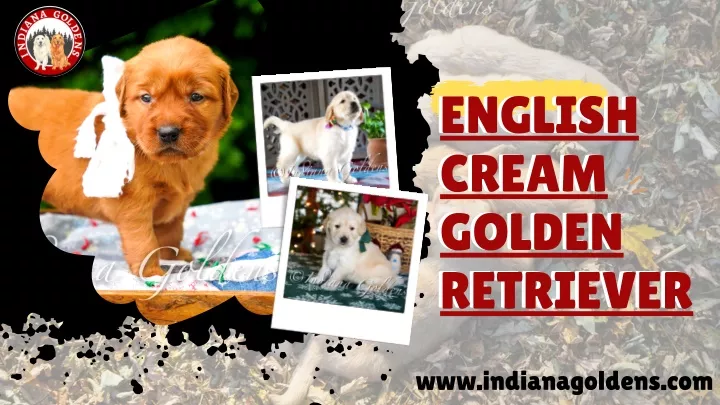 english cream golden