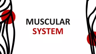 muscular system